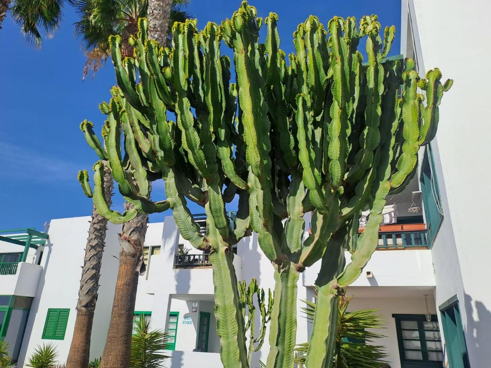 Azul Tuscan Playa Y Piscina Costa Teguise Zewnętrze zdjęcie